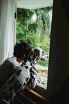 陪伴犬与男孩
