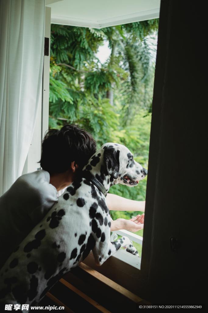 陪伴犬与男孩