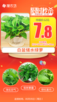 限时秒杀白盆储水绿萝