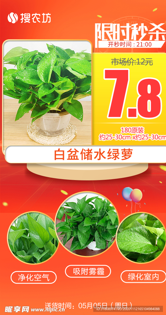 限时秒杀白盆储水绿萝