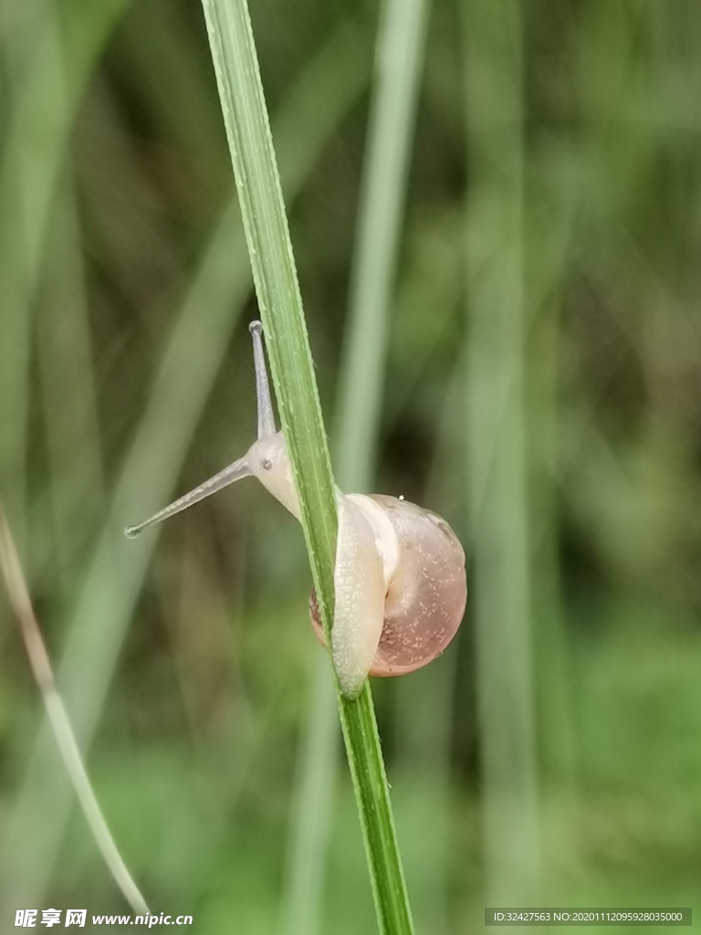 蜗牛