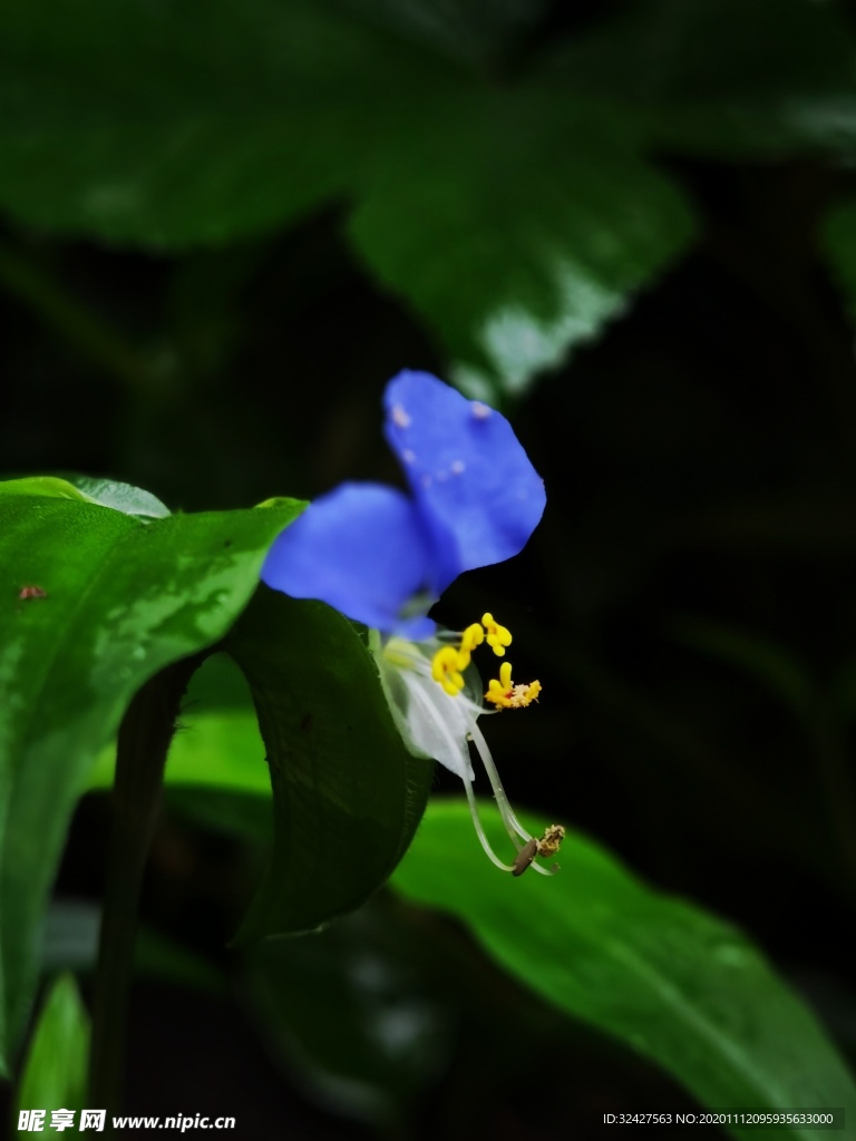 花