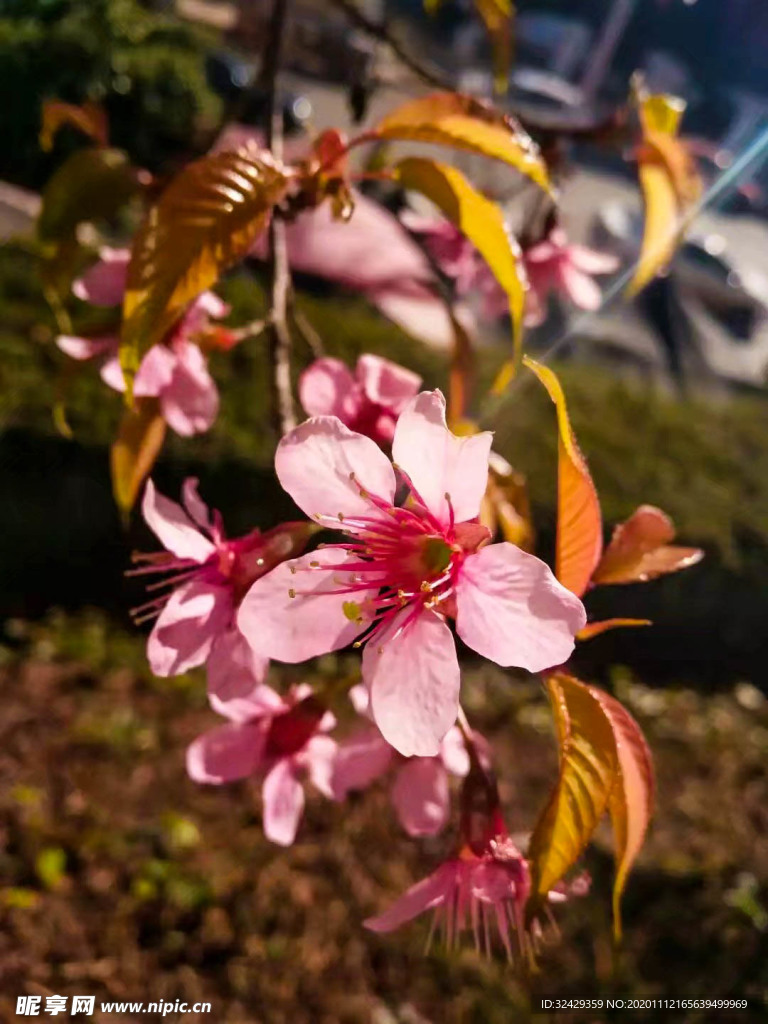 樱花