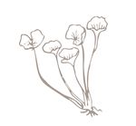 药材线稿