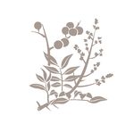 中药标本