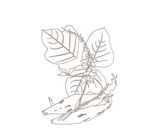 本草纲目药材