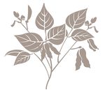 中药植被