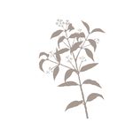 植被药材