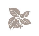 药材矢量