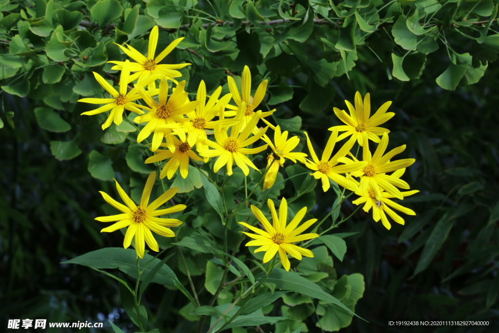 鬼子姜花