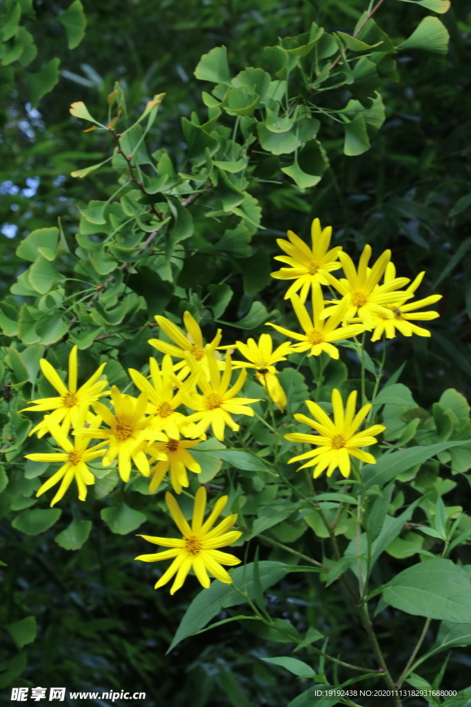 鬼子姜花