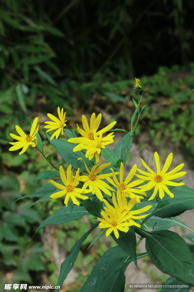 鬼子姜花