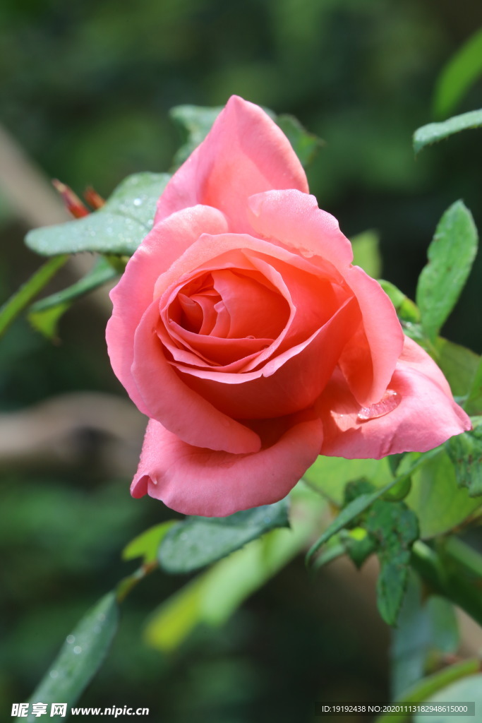 秋日月季花