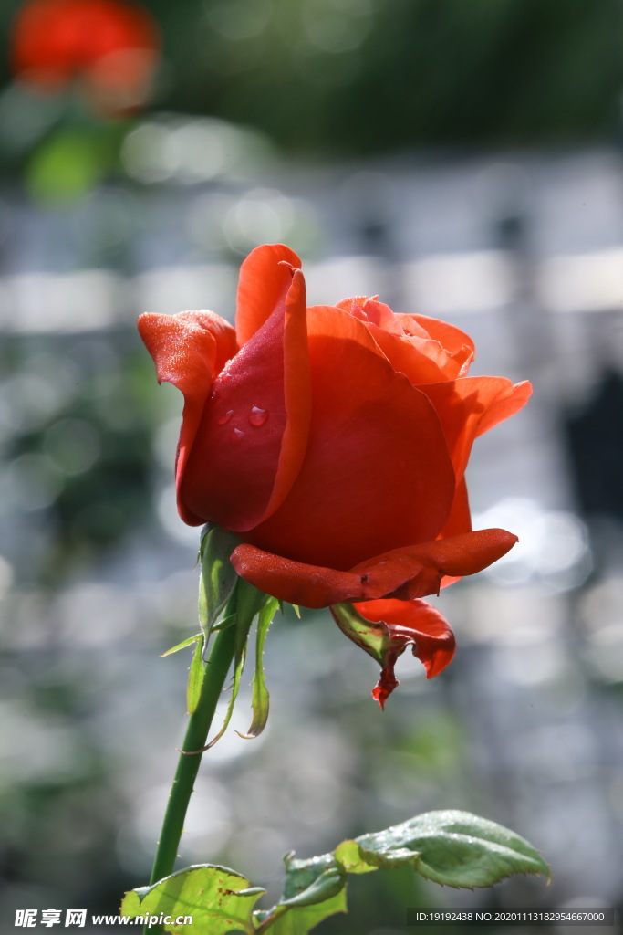 秋日月季花