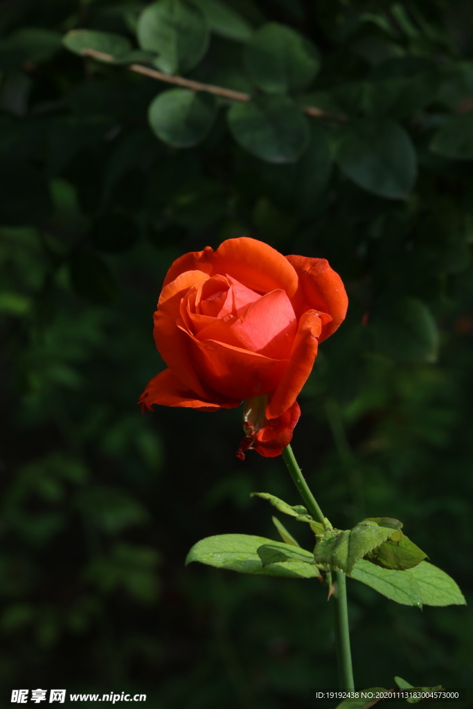 秋日月季花