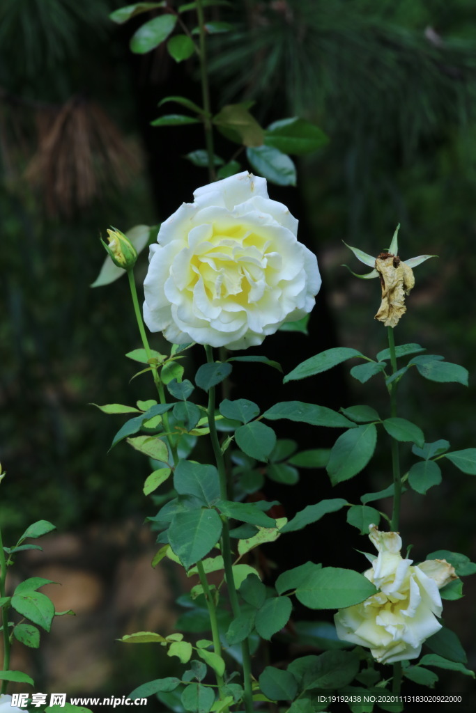 秋日月季花