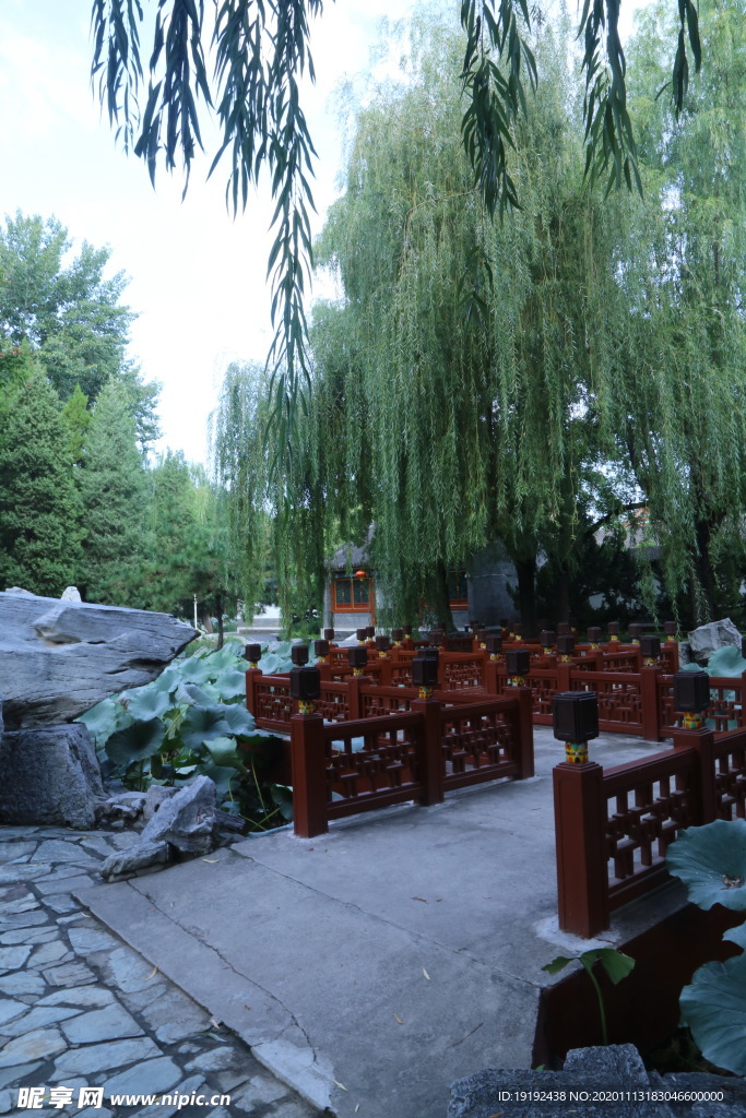 垂柳风景