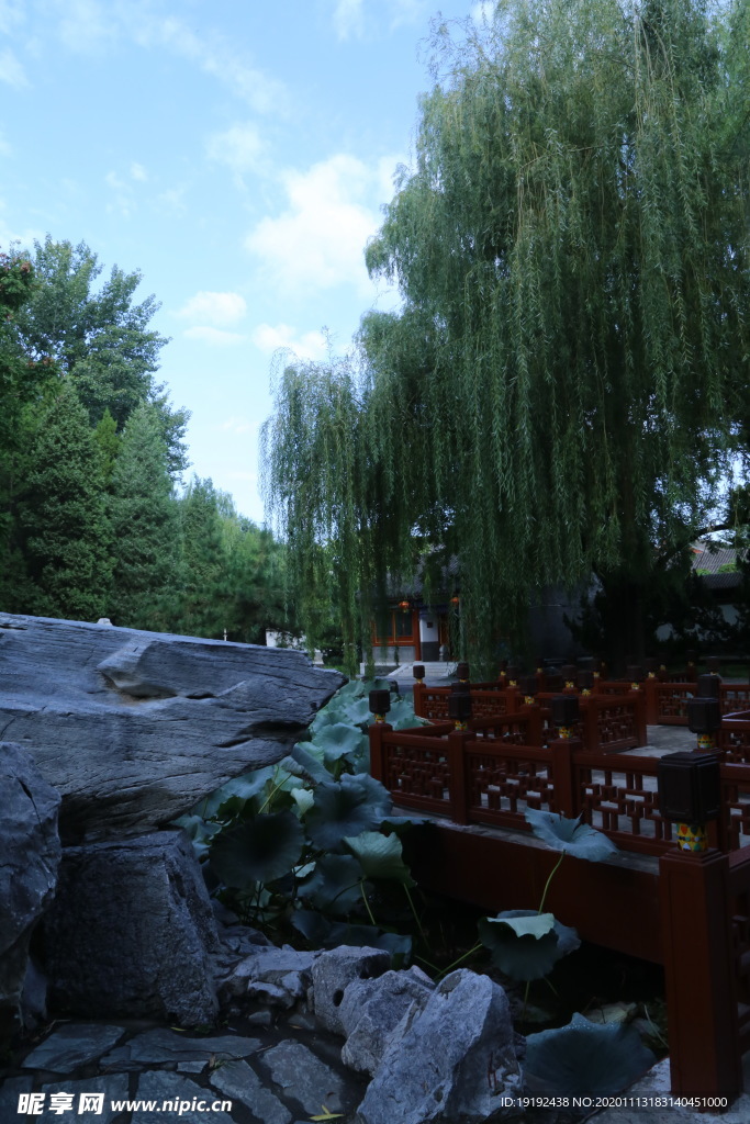 垂柳风景