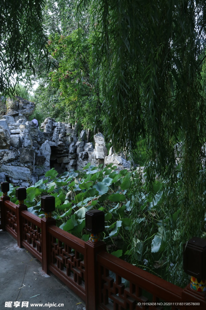 垂柳风景