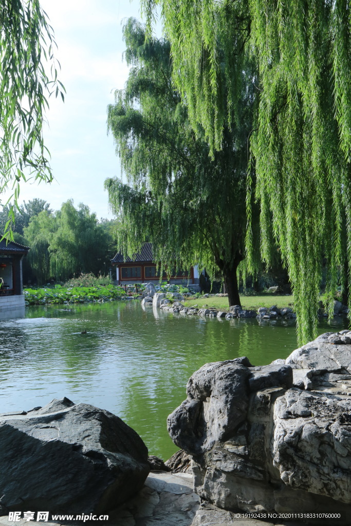 垂柳风景