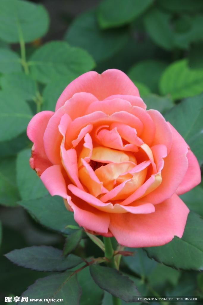 秋日月季花