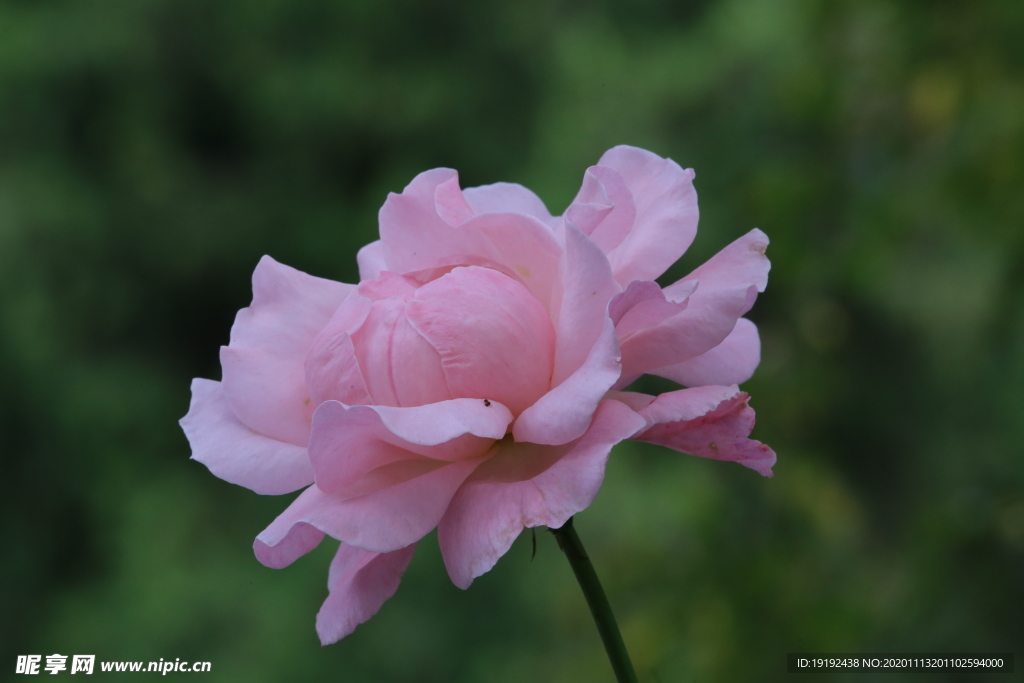 秋日月季花