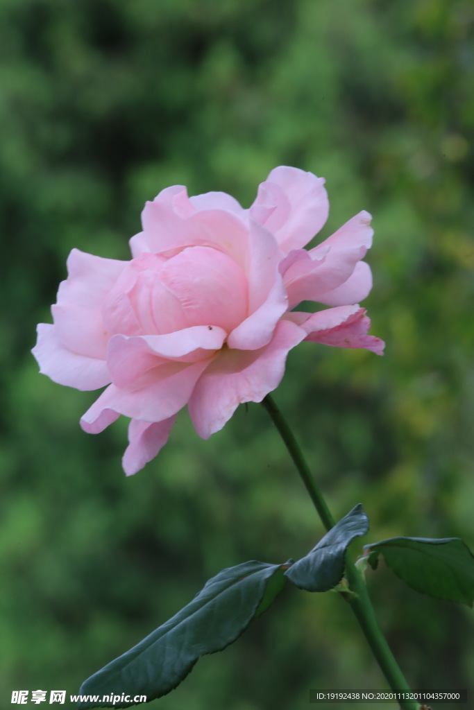 秋日月季花