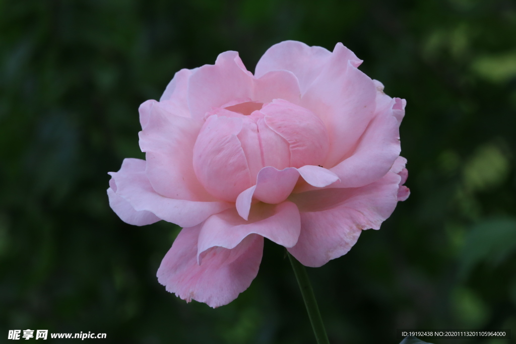 秋日月季花