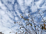 树枝映射的蓝天白云