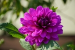 大丽花
