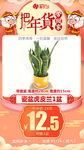 年货秒杀瓷盆虎皮兰1盆