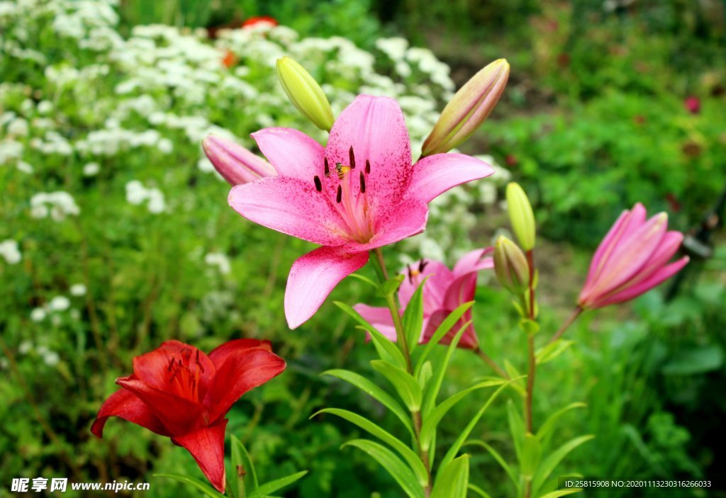 百合花