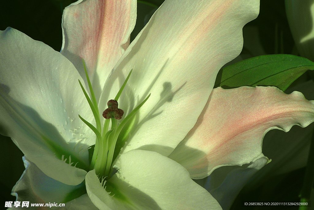 百合花