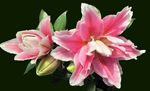 百合花