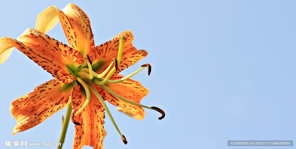 百合花