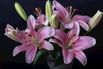 百合花