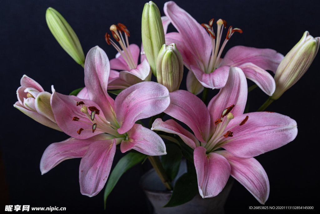 百合花