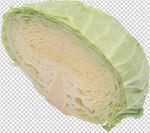 包菜