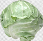 卷心菜