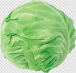包菜