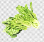 生菜