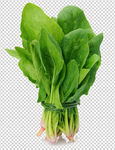 油麦菜