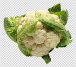 花菜