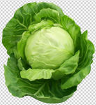 白菜