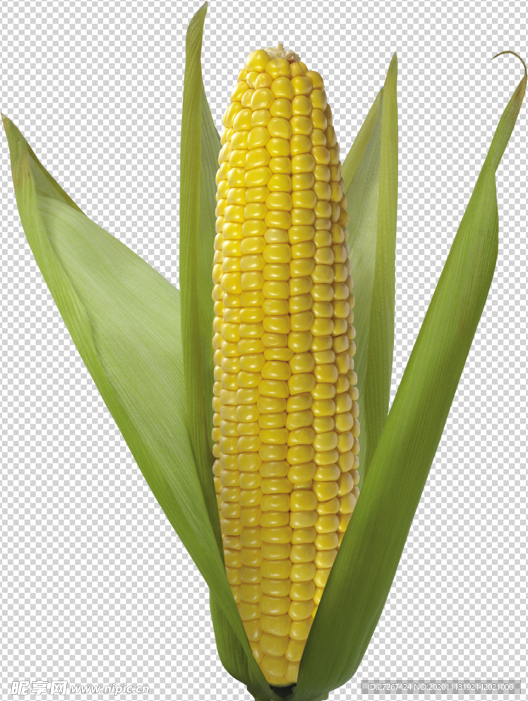 玉米
