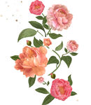 花卉素材