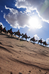 沙漠里行进的骆驼