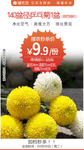 140盆径乒乓菊1盆