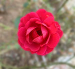 玫瑰花图片