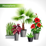 盆栽 植物 摆件